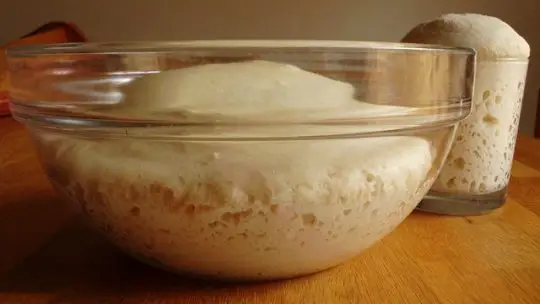 lievito madre dopo 24 ore dal primo rinfresco